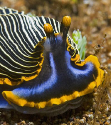 Armina sp. flatworm from Dauin, Philippines. by Jim Chambers 
